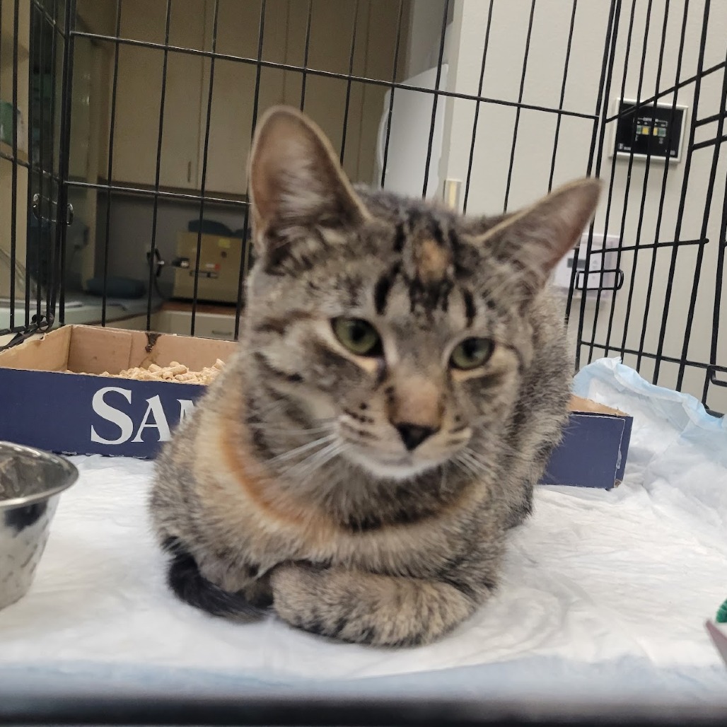 Shelter Stray Female Cat last seen , 6621 Westminster Ave, Garden Grove, CA 92844, USA