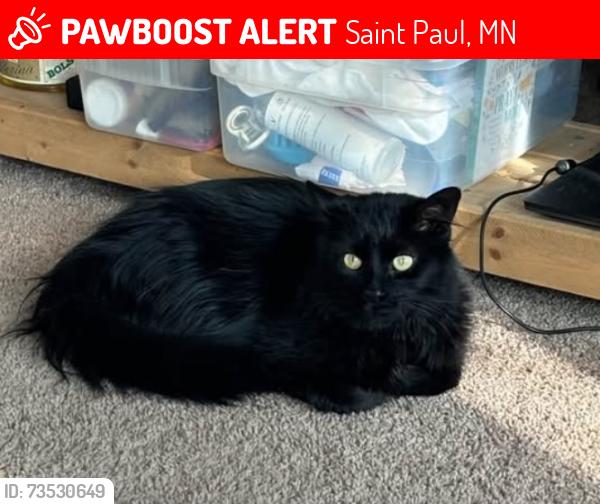 Lost Female Cat last seen Lost around Cowern Elementary area in North St. Paul, Saint Paul, MN 55109