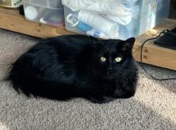 Lost Female Cat last seen Lost around Cowern Elementary area in North St. Paul, Saint Paul, MN 55109
