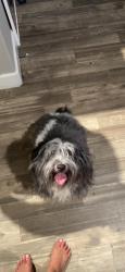 Found/Stray Male Dog last seen 32nd 40th, Phoenix, AZ 85008