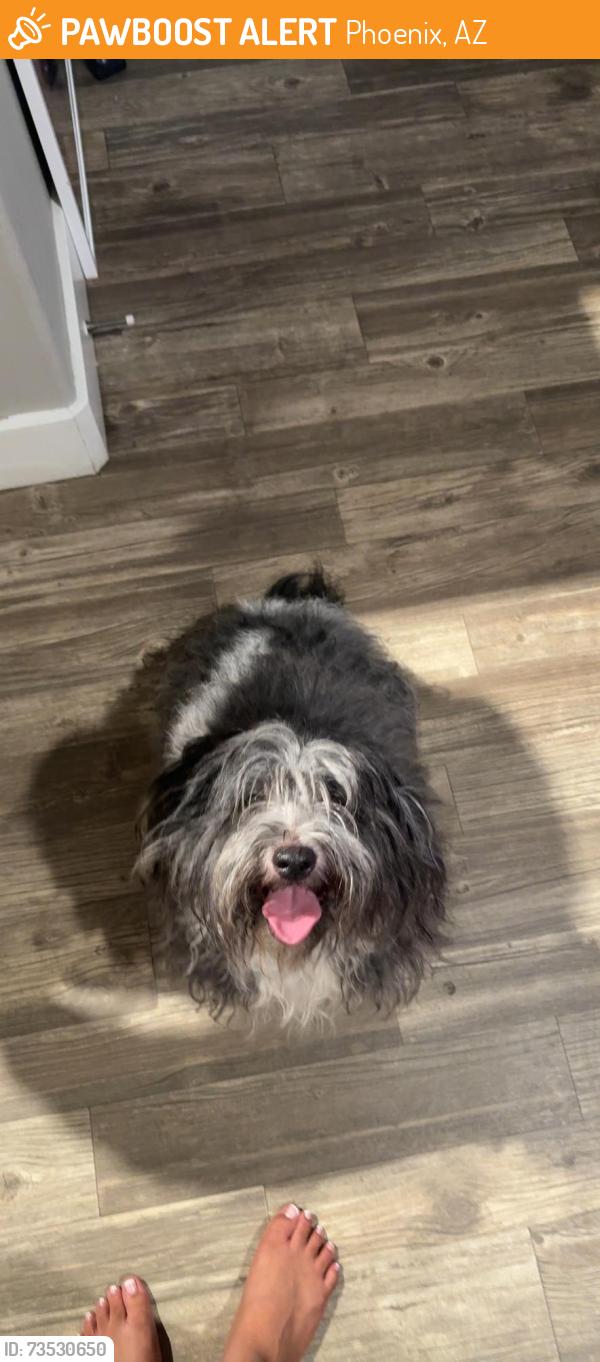 Found/Stray Male Dog last seen 32nd 40th, Phoenix, AZ 85008