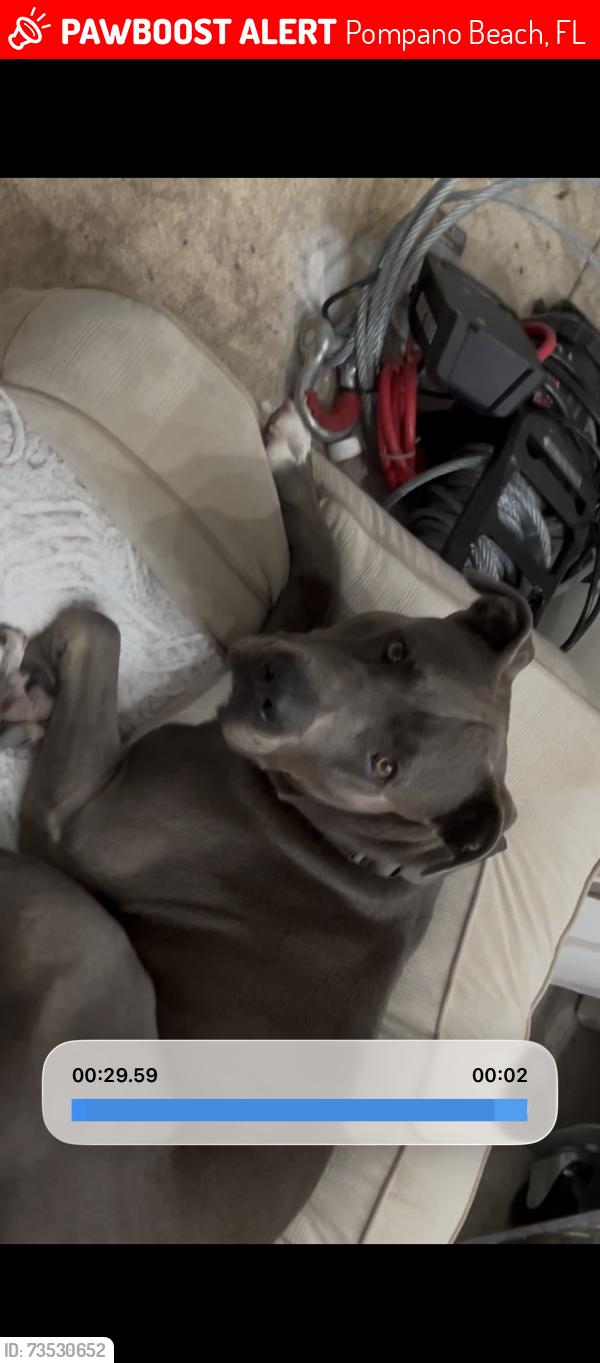 Lost Male Dog last seen A1a and bel air ave, Pompano Beach, FL 33062