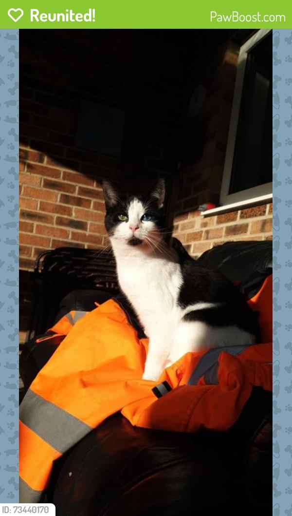 Reunited Female Cat last seen Slades farm road, Bournemouth, Christchurch and Poole, England BH10 4DT