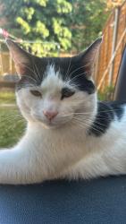 Reunited Male Cat last seen Asda Slough, Berkshire, England SL1 9DD