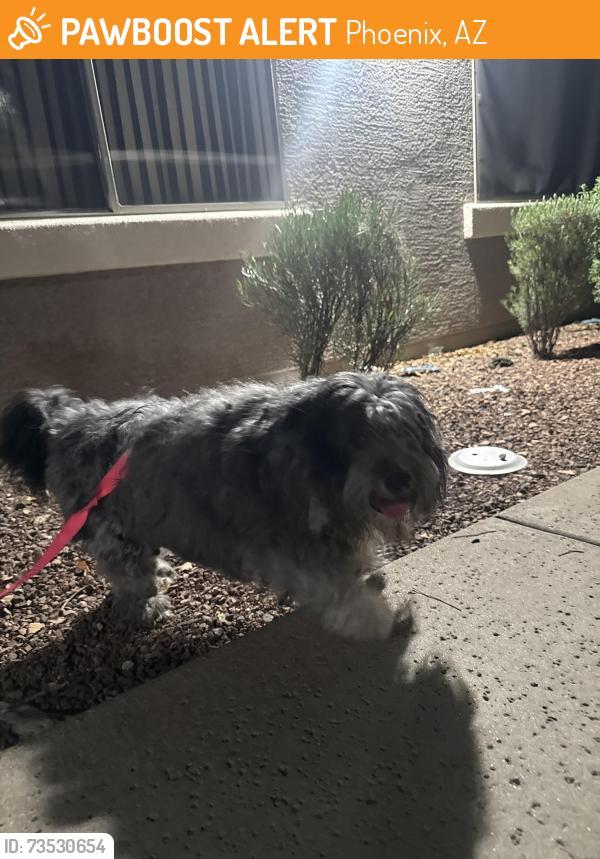 Found/Stray Male Dog last seen 32nd & 40th st, Phoenix, AZ 85008