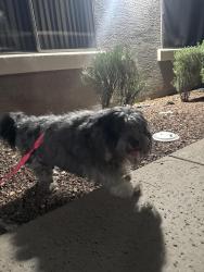 Found/Stray Male Dog last seen 32nd & 40th st, Phoenix, AZ 85008