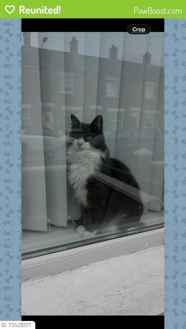 Reunited Female Cat last seen Ballysillan, Ballysillan, Northern Ireland BT14 8AJ