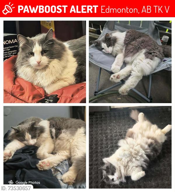 Lost Male Cat last seen Morin maze, Edmonton, AB T6K 1V1