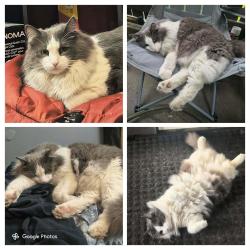 Lost Male Cat last seen Morin maze, Edmonton, AB T6K 1V1
