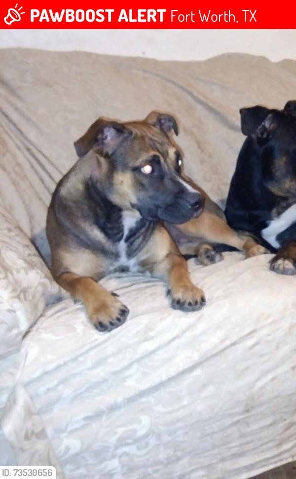Lost Female Dog last seen MONA LISA ST FORT WORTH, Fort Worth, TX 76137
