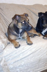 Lost Female Dog last seen MONA LISA ST FORT WORTH, Fort Worth, TX 76137