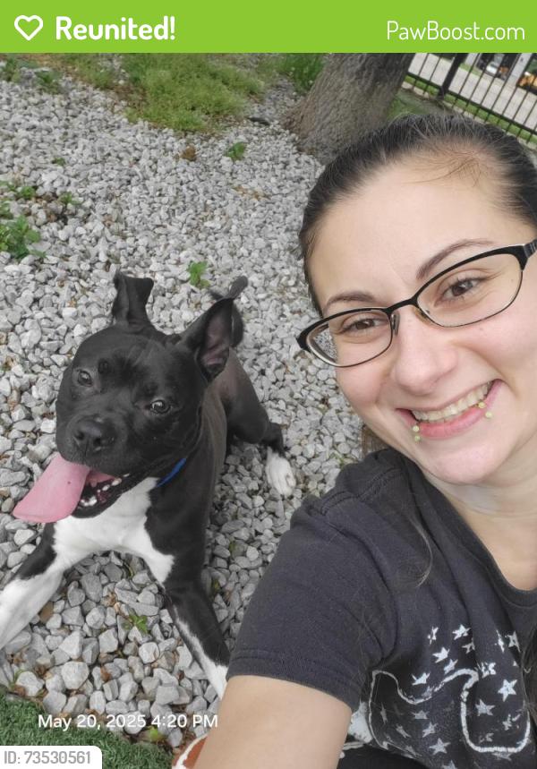 Reunited Male Dog last seen Angelus and Madison, Memphis, TN 38104