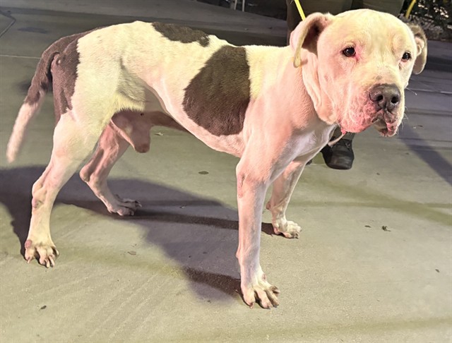 Shelter Stray Male Dog last seen , 4275 Elton St, Baldwin Park, CA 91706, USA