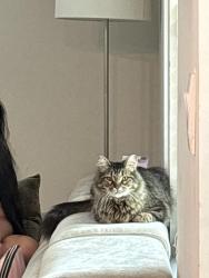 Lost Male Cat last seen Sixes road, Holly Springs, GA 30114