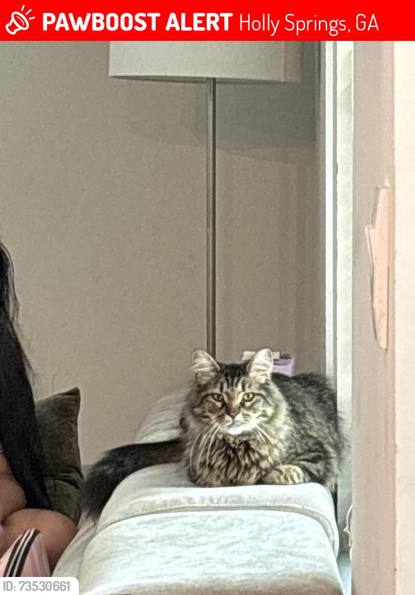 Lost Male Cat last seen Sixes road, Holly Springs, GA 30114