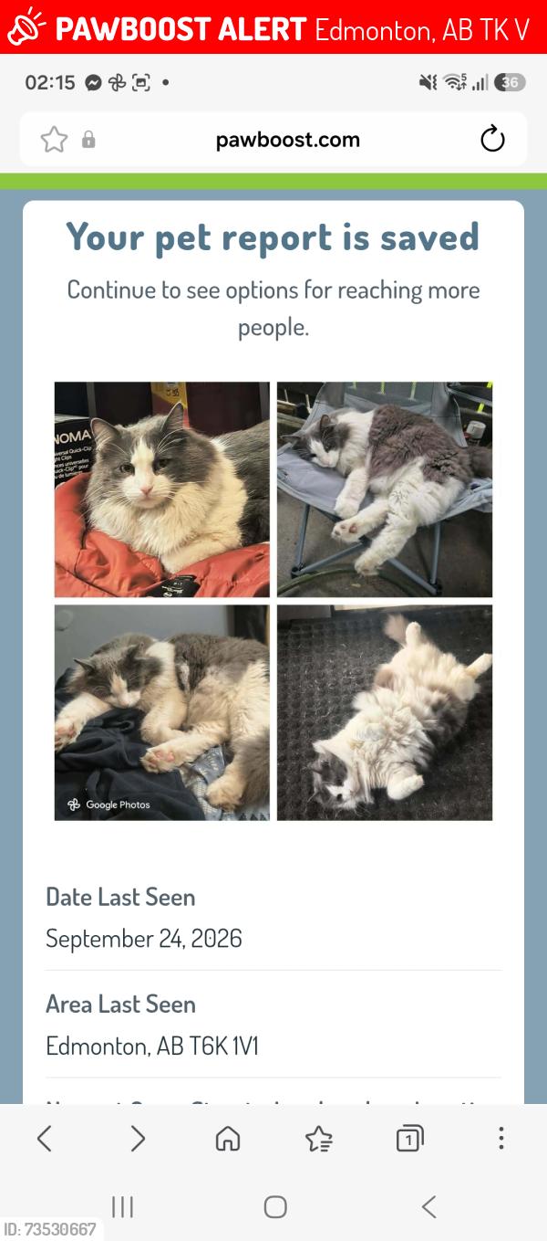 Lost Male Cat last seen Near Morin maze nw, Edmonton, AB T6K 1V1
