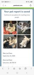 Lost Male Cat last seen Near Morin maze nw, Edmonton, AB T6K 1V1