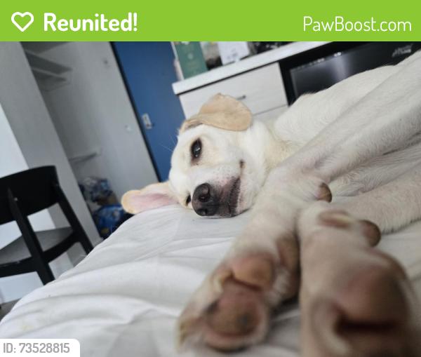 Reunited Male Dog last seen Pala Vista Drive, right behind a McDonalds parking lot, Vista, CA 92083