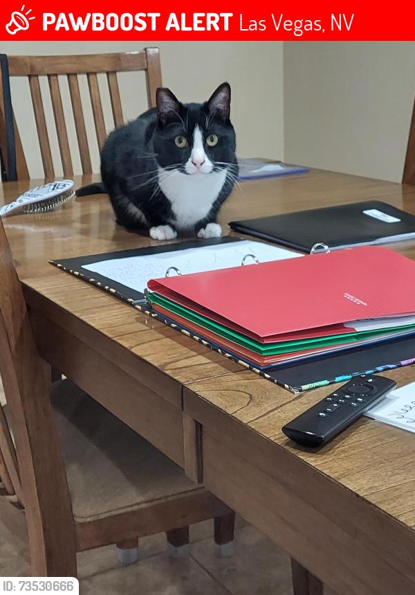 Lost Male Cat last seen El Capatain/Mountains Edge PKWY, Las Vegas, NV 89178