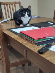 Lost Male Cat last seen El Capatain/Mountains Edge PKWY, Las Vegas, NV 89178