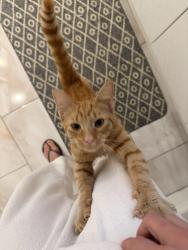 Found/Stray Male Cat last seen L138bj, Tuebrook, England L13 8BJ