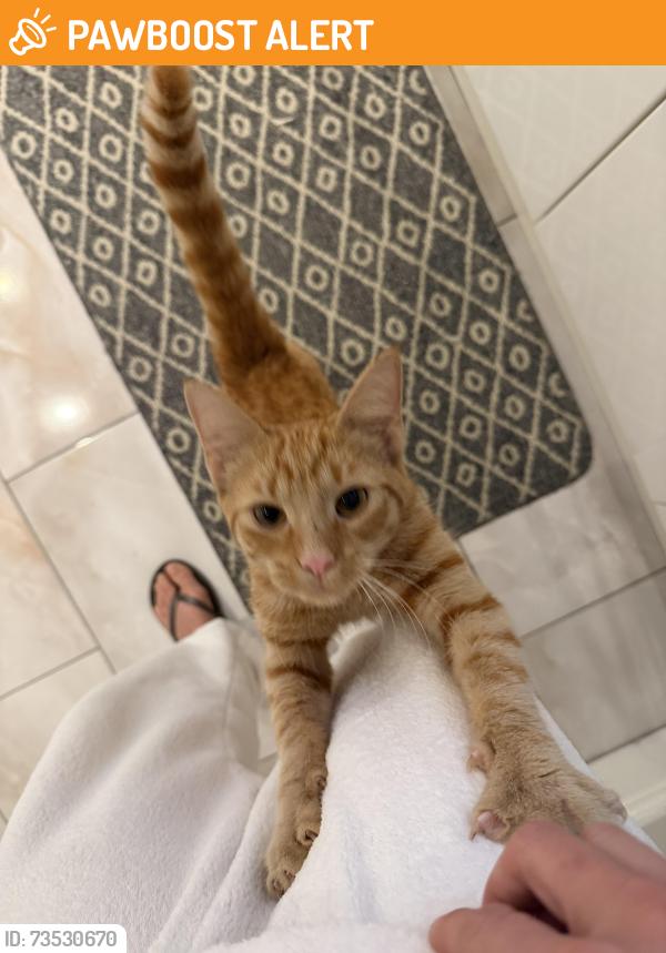 Found/Stray Male Cat last seen L138bj, Tuebrook, England L13 8BJ