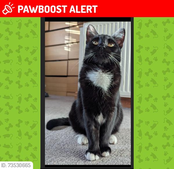 Lost Male Cat last seen Boldmere High Street, Birmingham, England 