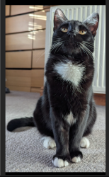 Lost Male Cat last seen Boldmere High Street, Birmingham, England 