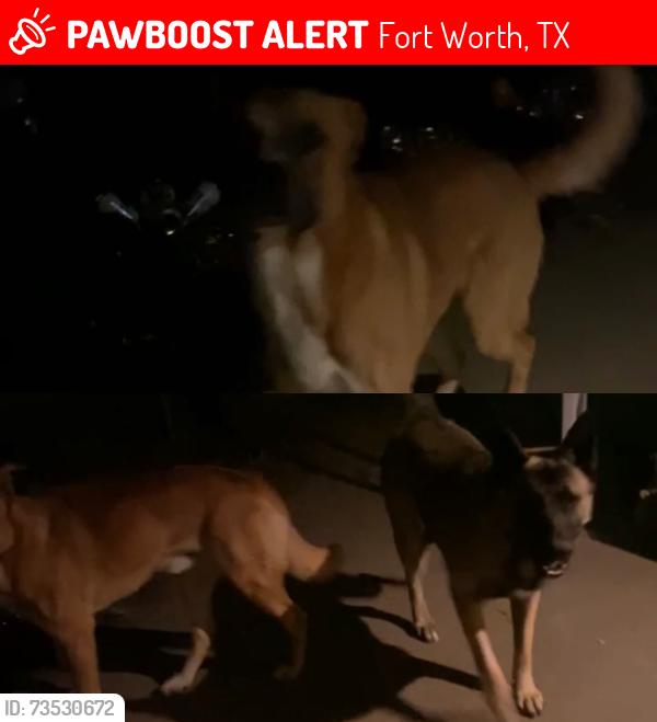 Lost Male Dog last seen Seminary & Carter Park Dr, Fort Worth, TX 76110