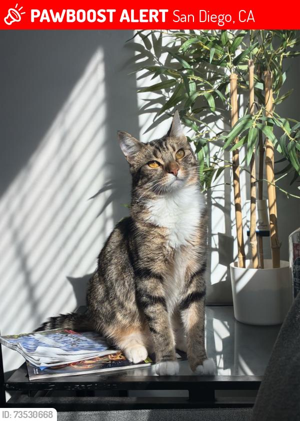 Lost Female Cat last seen El Cajon Blvd and University Ave, San Diego, CA 92105