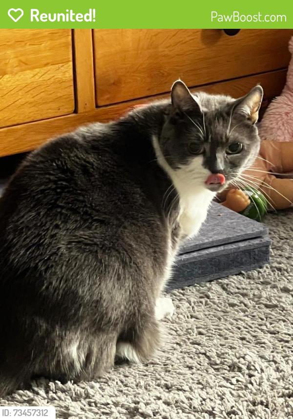 Reunited Female Cat last seen Lochfield road paisley, Renfrewshire, Scotland 