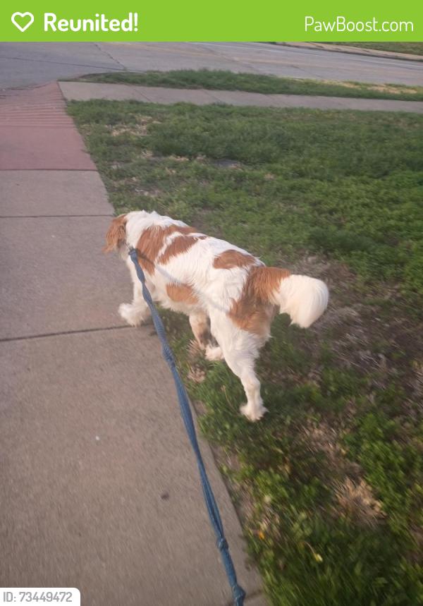 Reunited Male Dog last seen McGee, Springfield, MO 65807