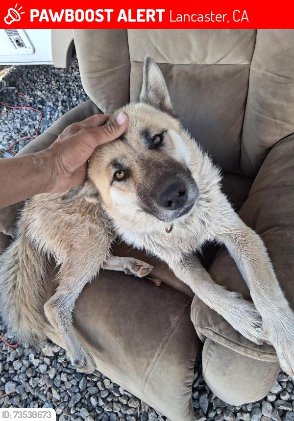 Lost Female Dog last seen 70th street east and ave I, Lancaster, CA 93535