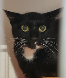 Shelter Stray Female Cat last seen Near S 50th Street, San Diego, CA, 92113, 5500 Gaines St, San Diego, CA 92110, USA