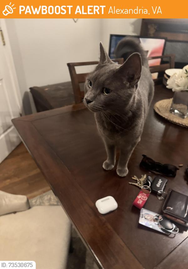 Found/Stray Female Cat last seen Duke St., Alexandria, VA 22314