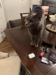 Found/Stray Female Cat last seen Duke St., Alexandria, VA 22314