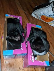 Reunited Male Cat last seen Main road in goostrey, Goostrey, England CW4 8PR