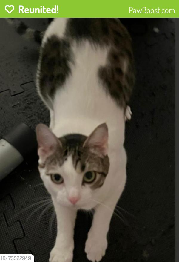 Reunited Male Cat last seen High St, Bloomington, IN 47401