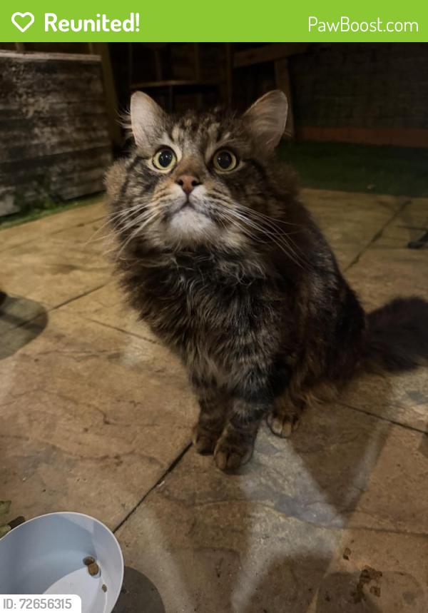 Reunited Male Cat last seen Kingswood court, Luton, England LU1 1BL