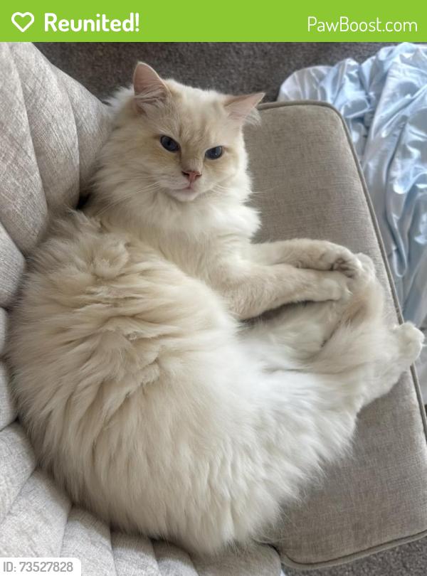 Reunited Male Cat last seen Thorngate drive Mason, Mason, OH 45040
