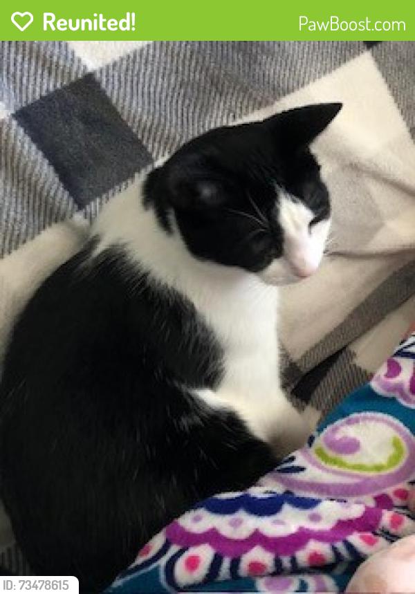 Reunited Male Cat last seen Willow Canyon, Sandy, UT 84092