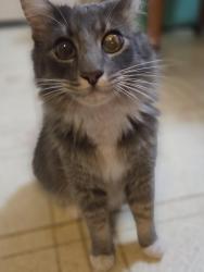 Reunited Male Cat last seen GREENWHIXH, Salinas, CA 93907