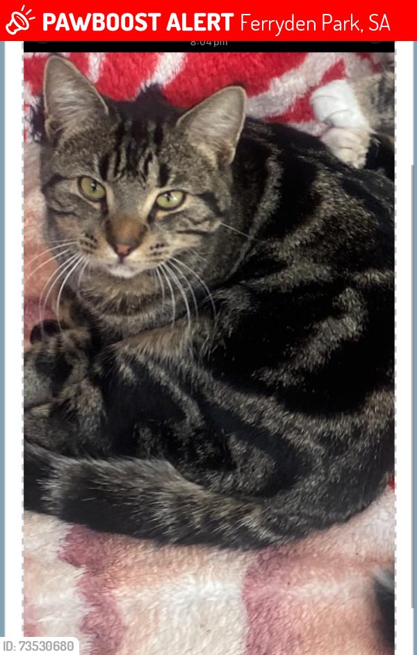 Lost Male Cat last seen Regency rd, Ferryden Park, SA 5010