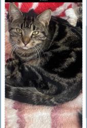 Lost Male Cat last seen Regency rd, Ferryden Park, SA 5010