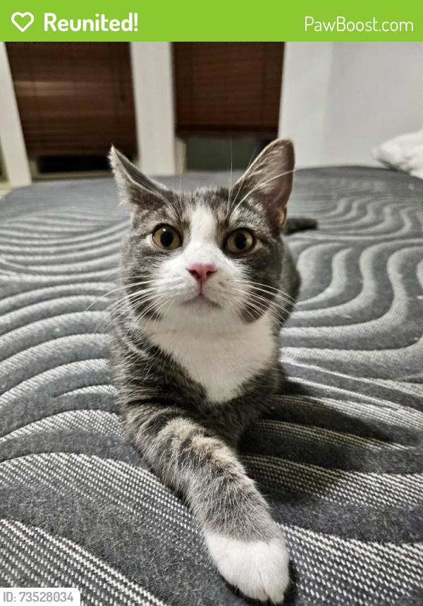 Reunited Male Cat last seen Glencliffe Ln, Houston, TX 77070