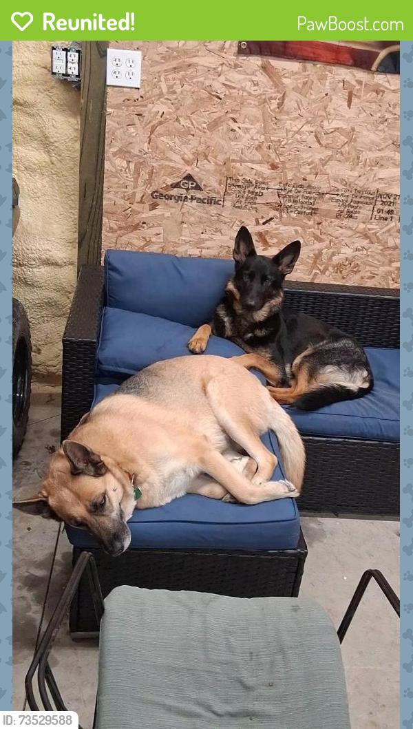 Reunited Female Dog last seen Near Beecher Rd, Hudson, MI 49247, USA, Hudson, MI 49247