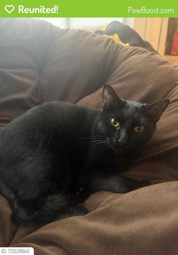 Reunited Male Cat last seen Signal mountain blvd, Chattanooga, TN 37405