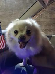 Found/Stray Female Dog last seen Nw 16th meridian, by 711, Oklahoma City, OK 73107