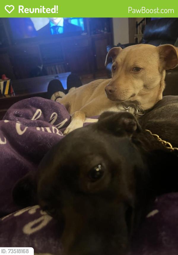 Reunited Male Dog last seen Silver Springs and Hunte pkwy, Chula Vista, CA 91915