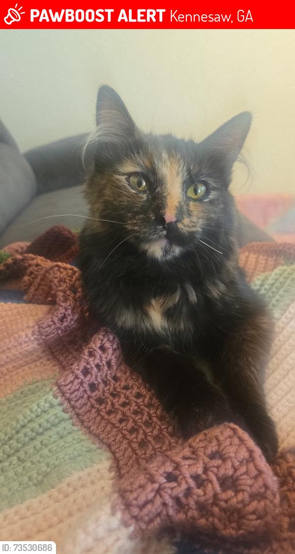 Lost Female Cat last seen Near memorial parkway, Kennesaw, GA 30152